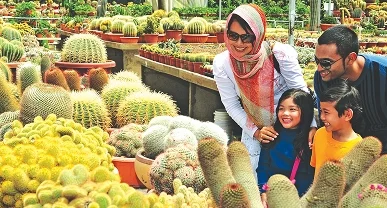 Picking fresh strawberries at Cameron Highlands